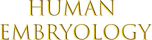 Human Embryology